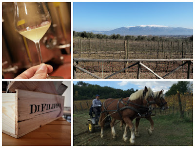 organic winery italy umbria di filippo