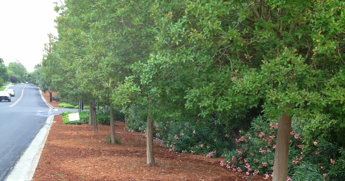 Fruit Tree Pruning at Its Best What is the Drip Line of a Tree?