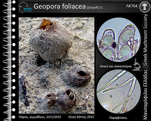 Geopora foliacea (Schaeff.) S.