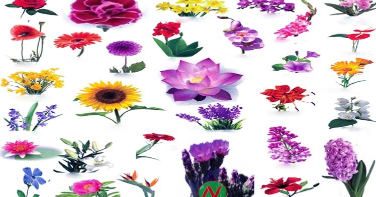 Flowers Name | English Meaning & Image | Flowers Vocabulary | Necessary  Vocabulary - Necessary Vocabulary