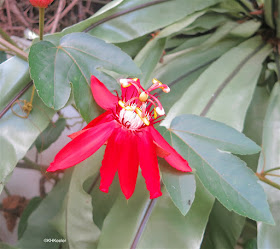 passionflower, Passiflora arter