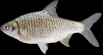 Klasifikasi dan Morfologi Ikan Tawes