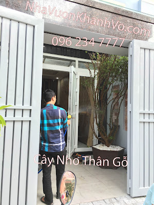 Nơi nào bán cây nho thân gỗ tốt về giá, đảm bảo chất lượng? Cay-nho-than-go