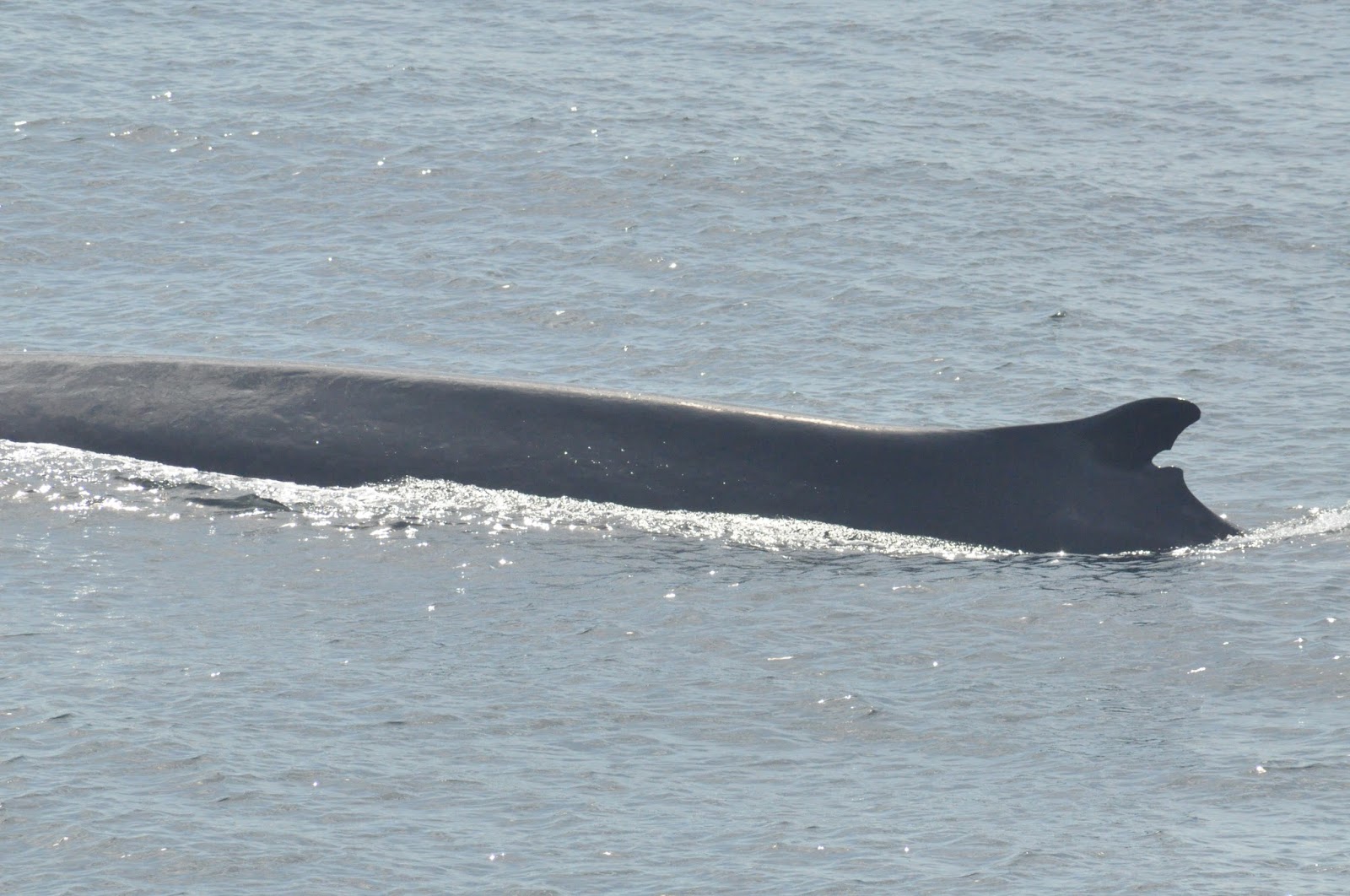 Blue Ocean Society's Whale Sightings: July 13 Atlantic Queen
