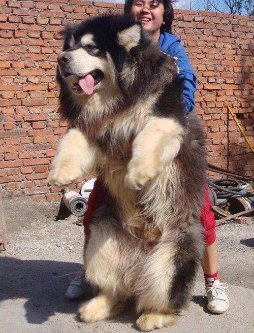 Entertainment24/7 Another amazing shot of Tibetan Mastiff
