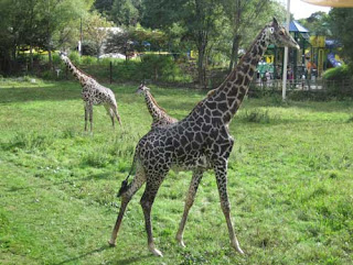39 Feet of Giraffe.