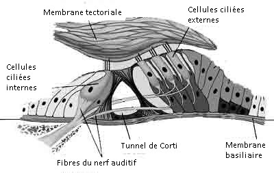 Les sons et leurs conséquences : Le son : de l'oreille au cerveau