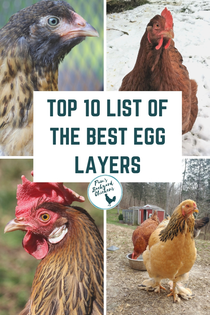 What Are The Best Backyard Egg Laying Chickens The Backyard Gallery