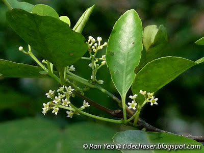 Barat-barat (Cassine viburnifolia)