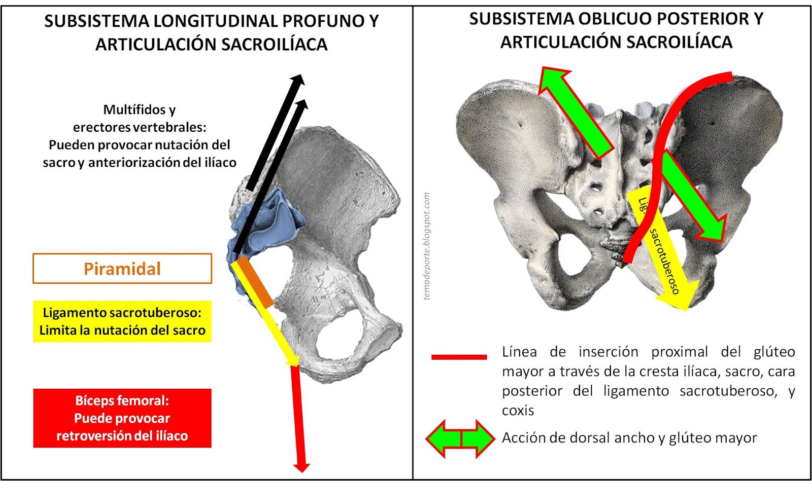Valoración del movimiento y prescripción de ejercicio EL SUBSISTEMA