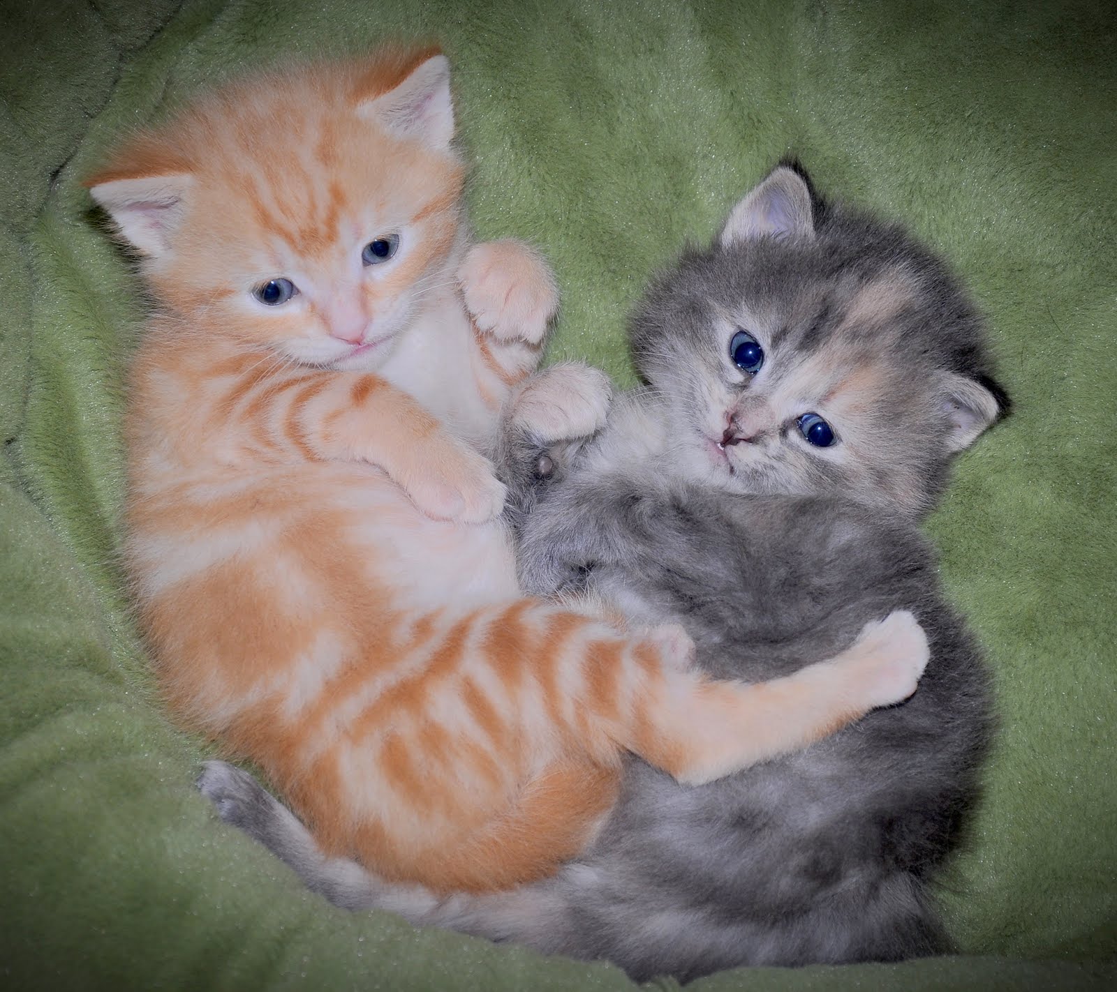 Barb's Cats and Quilts Swimmer Kittens from Warrenton