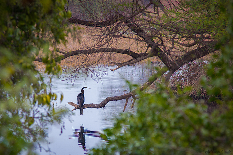 Keoladeo Ghana National Park bird