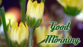 good morning good morning
