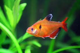 Ikan Hias Aquarium Mini Ikan Hias Aquarium Mini