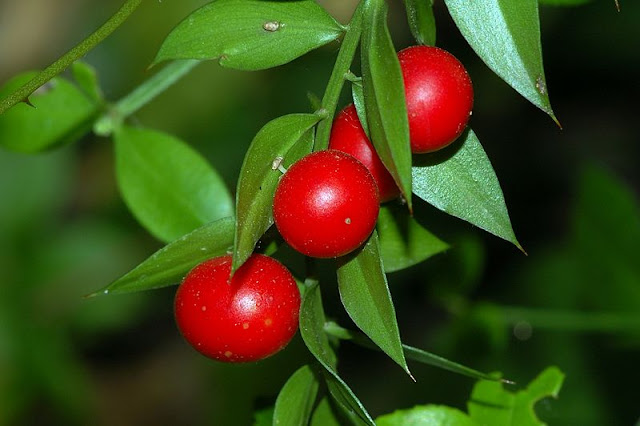 21 wilde Wälder