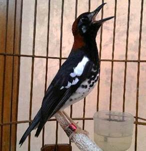 48++ Cara membedakan burung anis kembang jantan dan betina terupdate