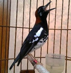 Daftar Harga Burung Anis Kembang Agustus 2019 Update Burung Babe