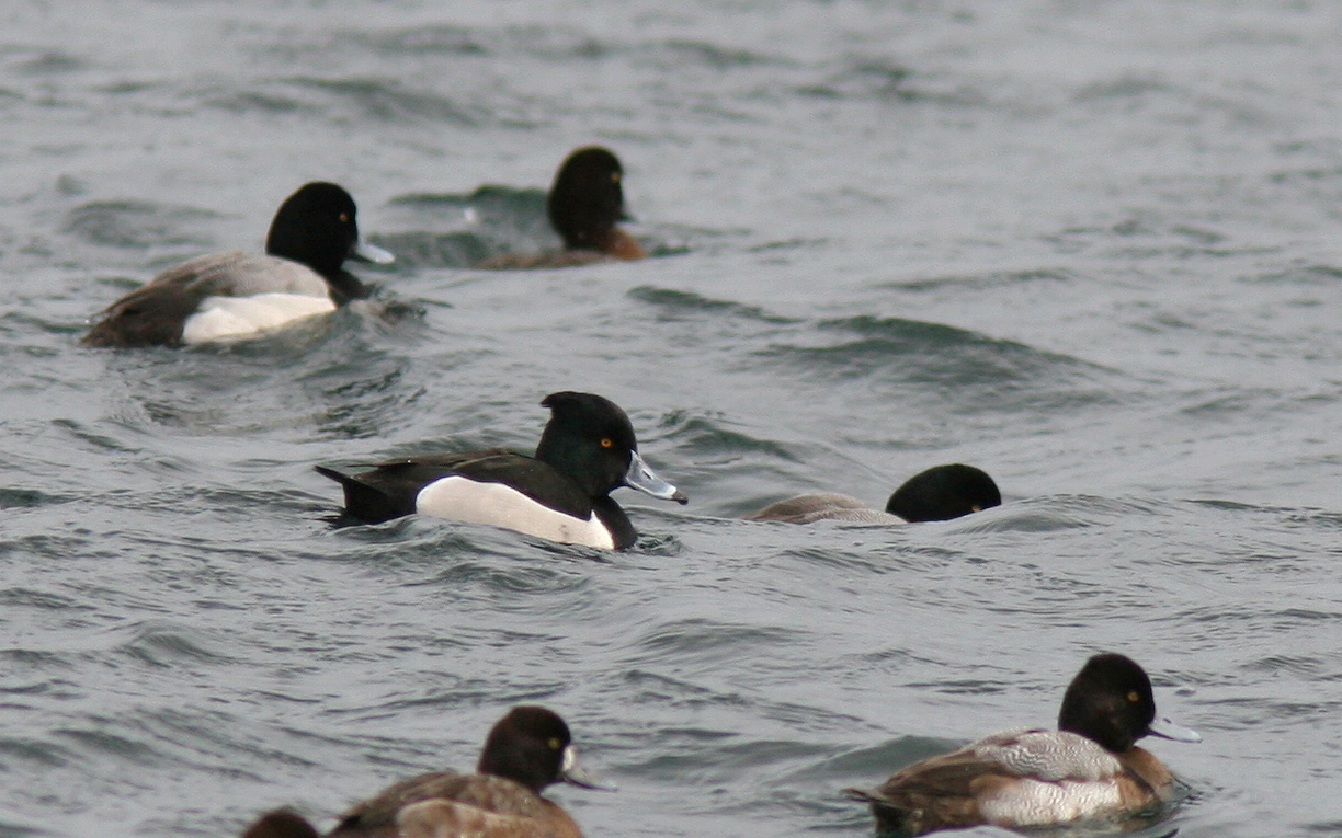 Birding Newfoundland with Dave Brown The History of Tufted Duck in St