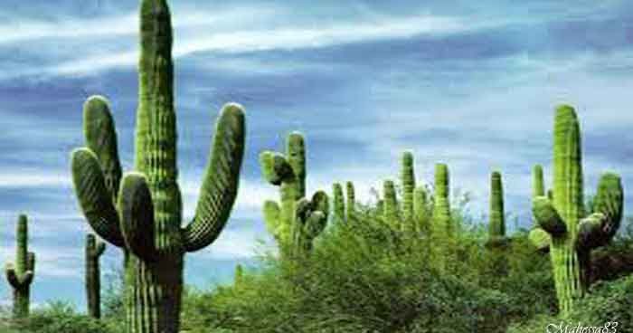 Gambar Kaktus