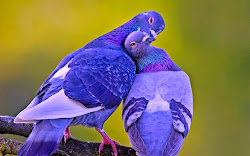 birds bird flying animals funny