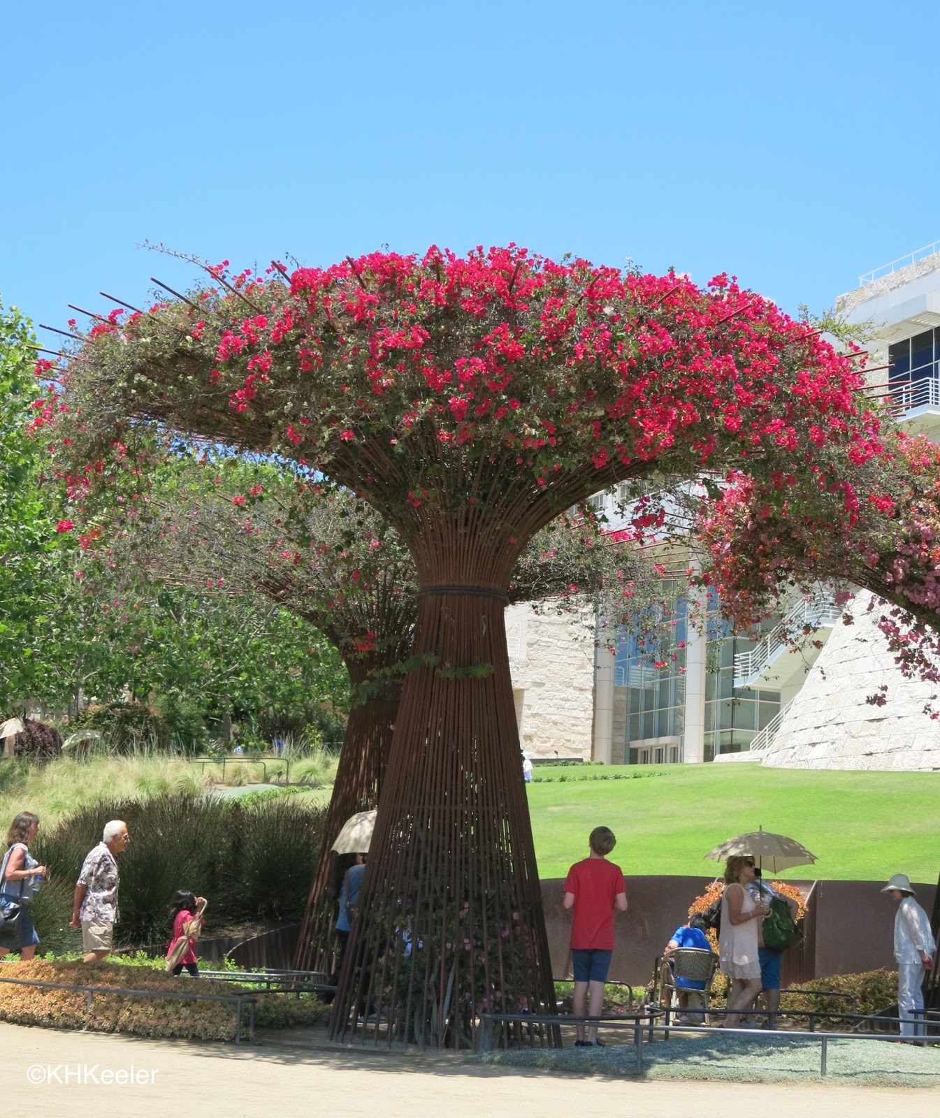 A Wandering Botanist Plant StoryBougainvillea, from Brazil to the World