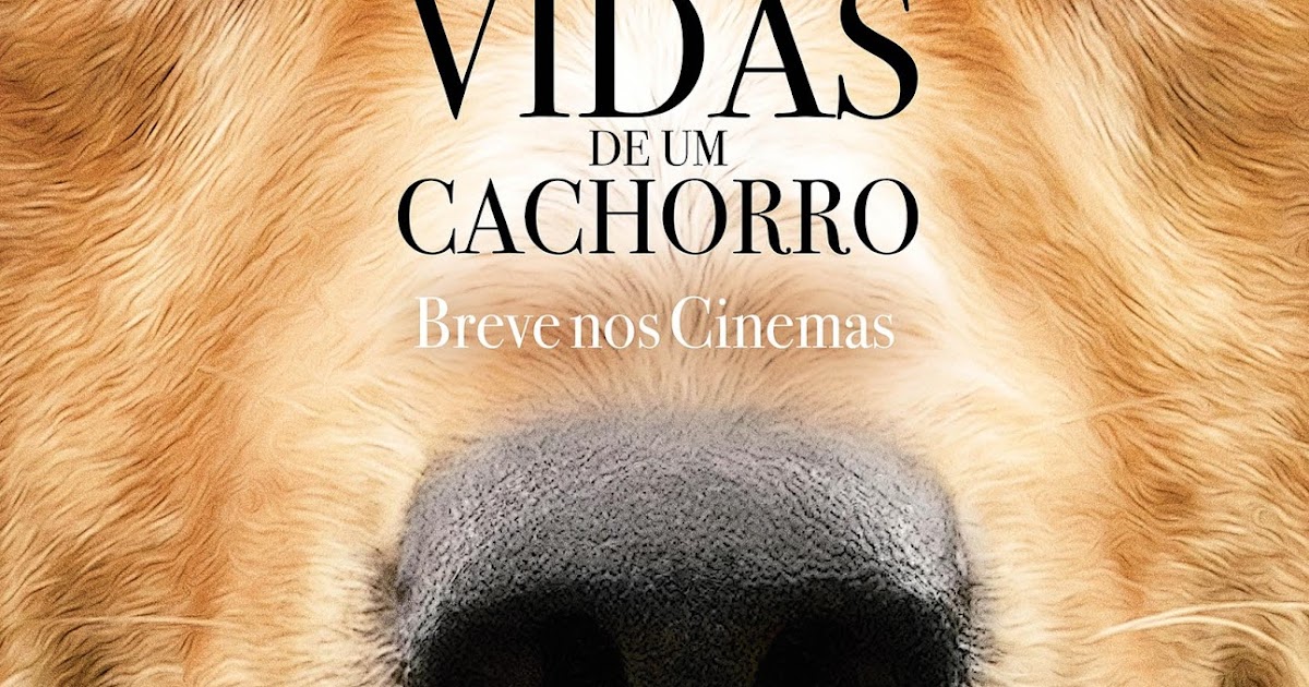 Crítica Quatro Vidas de um Cachorro Geek Combo