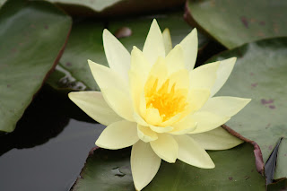 Lotus Flower HD wallpapers