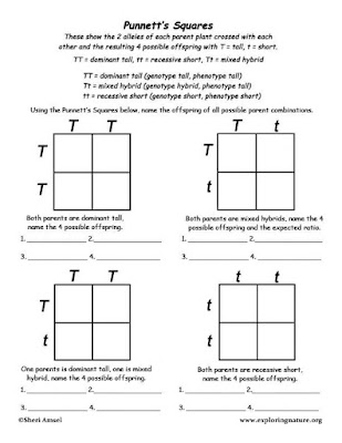 Worksheet on Punnett Squares - Review | The Cell and Its Parts