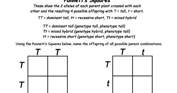 Worksheet on Punnett Squares - Review | The Cell and Its Parts