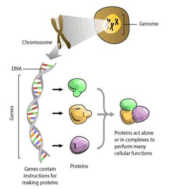 What is a Genome?