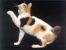 Hewan Peliharaan Dan Pet Shop: Kucing Japanese Bobtail