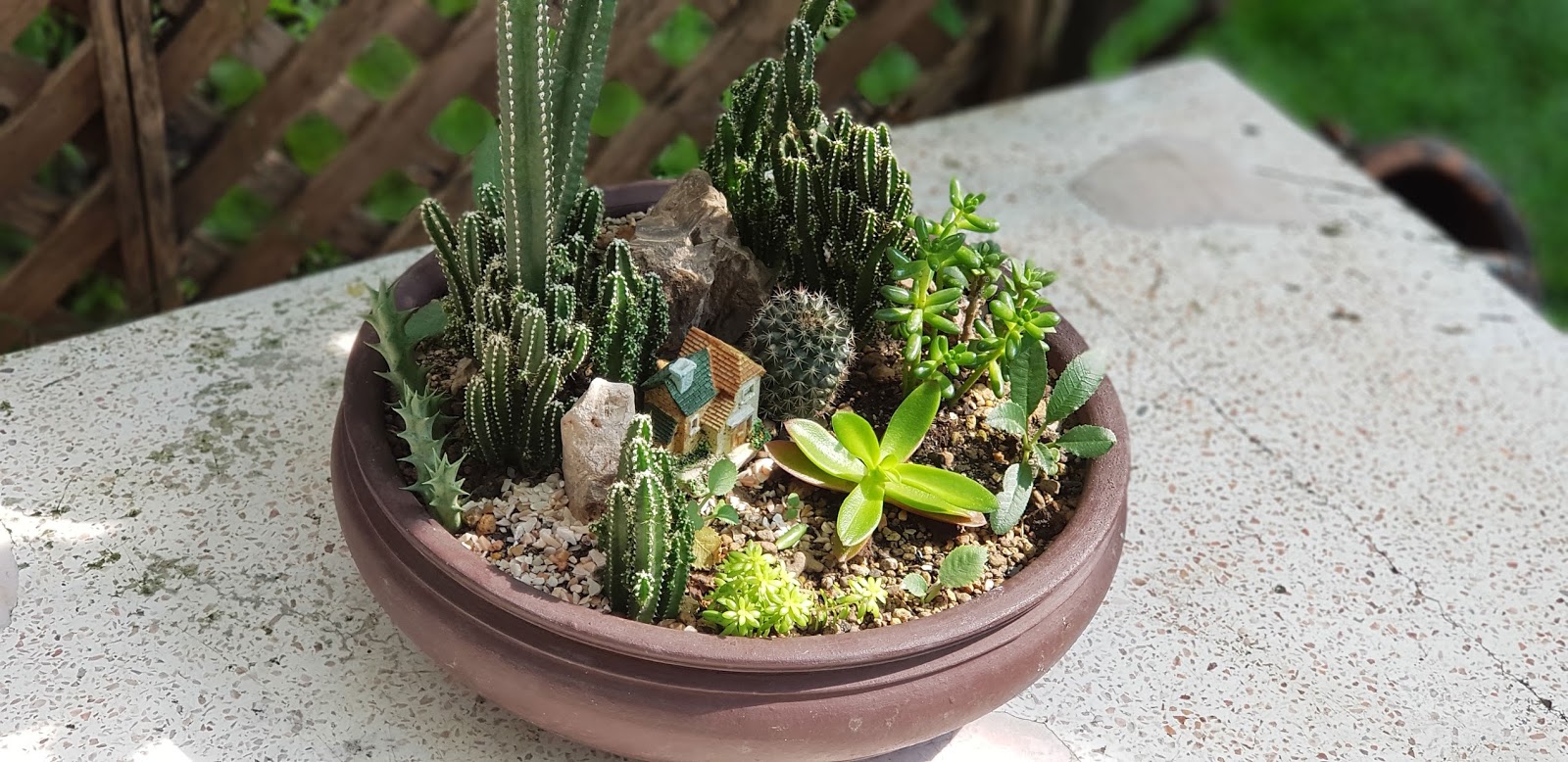 รวมสวนถาดสวย ๆ ไว้เพื่อมาเป็นแนวทาง ในการจัดสวนถาดหลังบ้าน ด้วยตนเอง