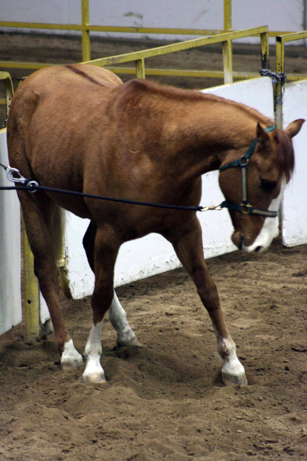 Can I Have a Pony?: Other Fun Horse stuff at the Rocky Mountain Horse Can I Have a Pony?: Other Fun Horse stuff at the Rocky Mountain Horse