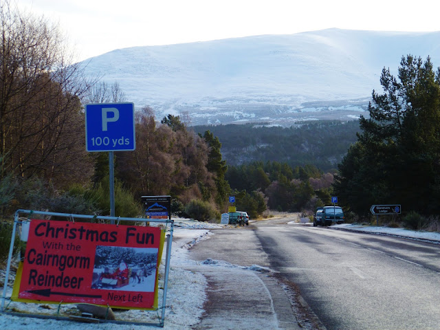 cairngorm reindeer