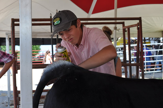 How Do We Prep Our Calves for the County Fair 