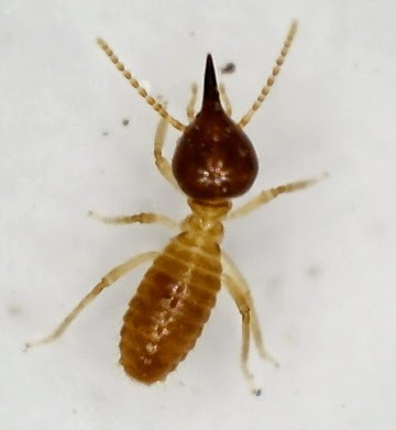 A nasutitermes spp termite soldier