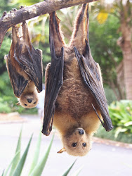 flying foxes sydney birding pleasure
