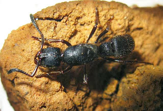 Pachycondyla tridentata ant queen