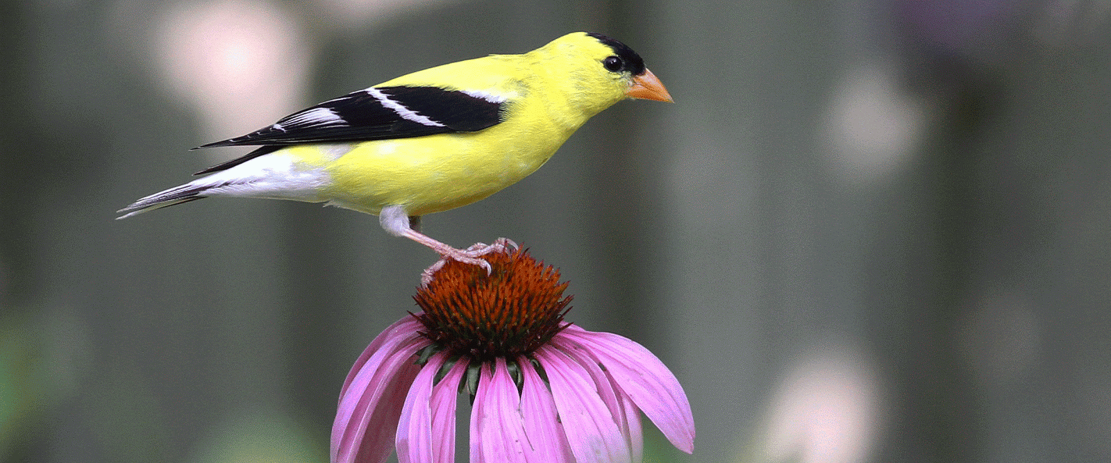Durham Council of Garden Clubs Audubon Society Native