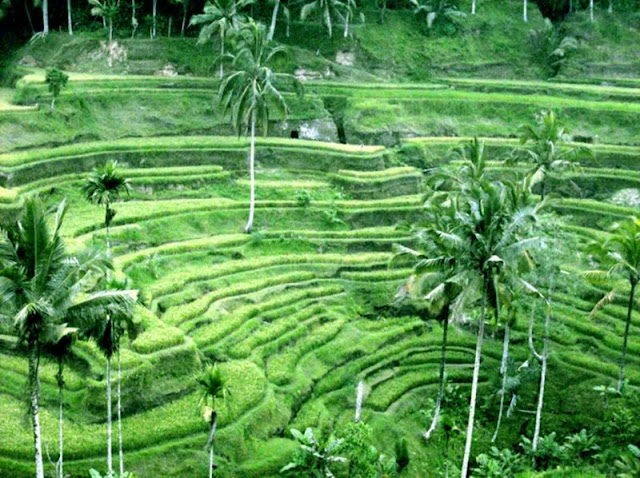 things to do in bali 9c