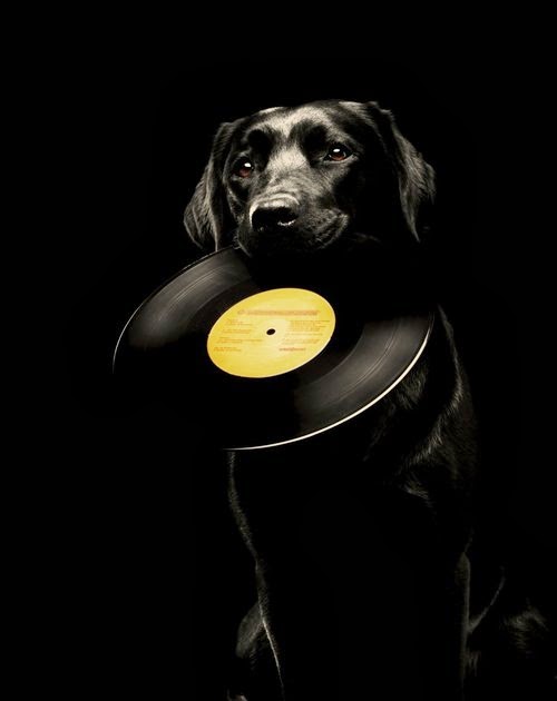 vinyldog