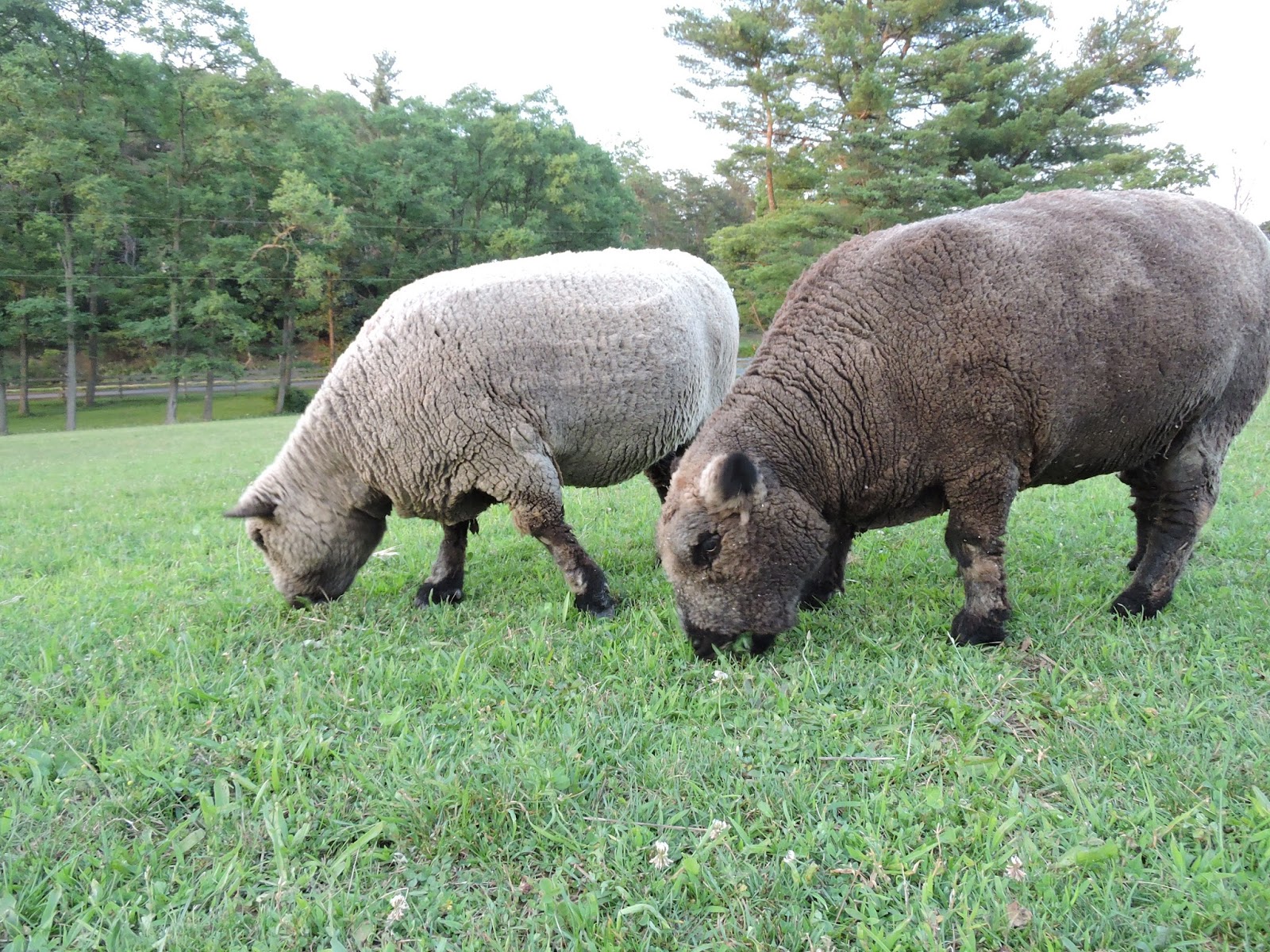 Tucking In The Sheep and Pigs
