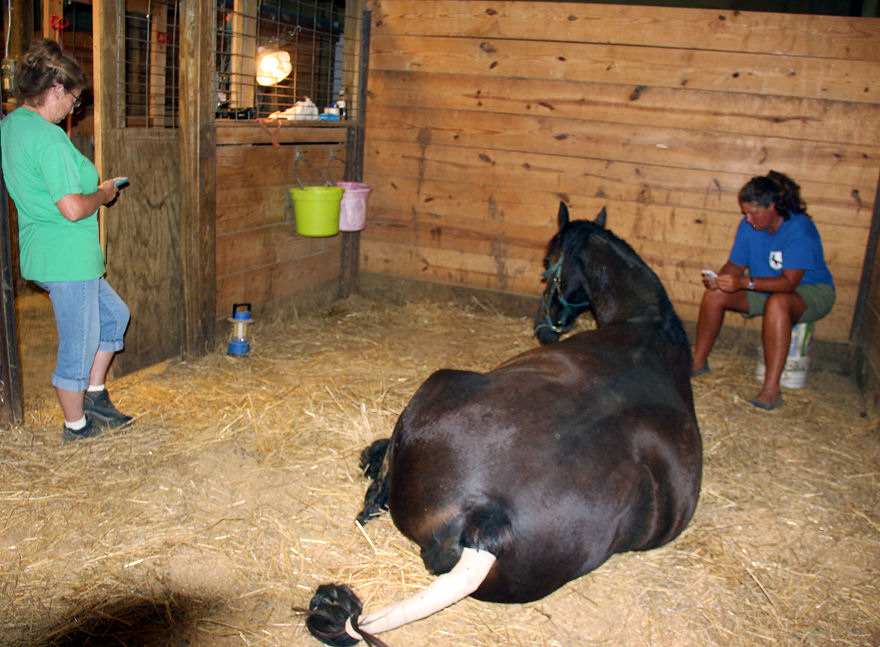 The Horsemeister Blog Emergency C Section