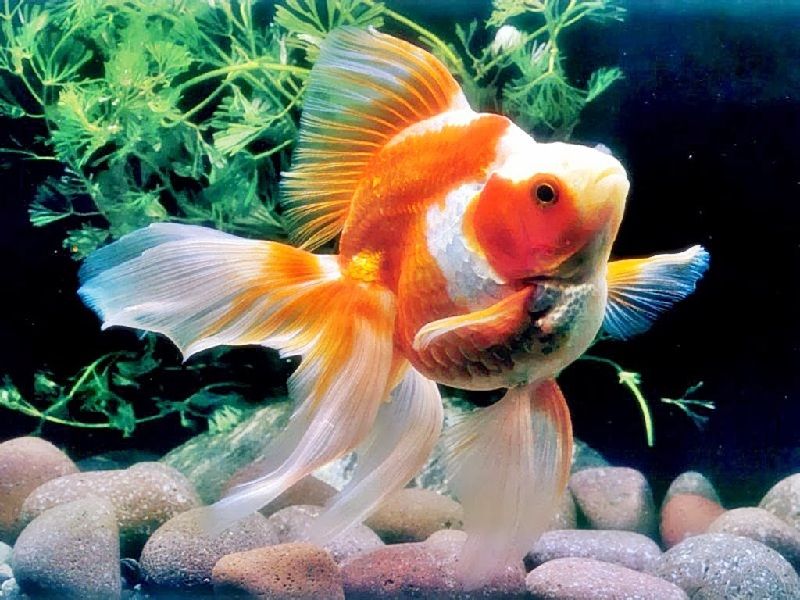 Budidaya Ikan Mas Koki (Goldfish) untuk Pemula