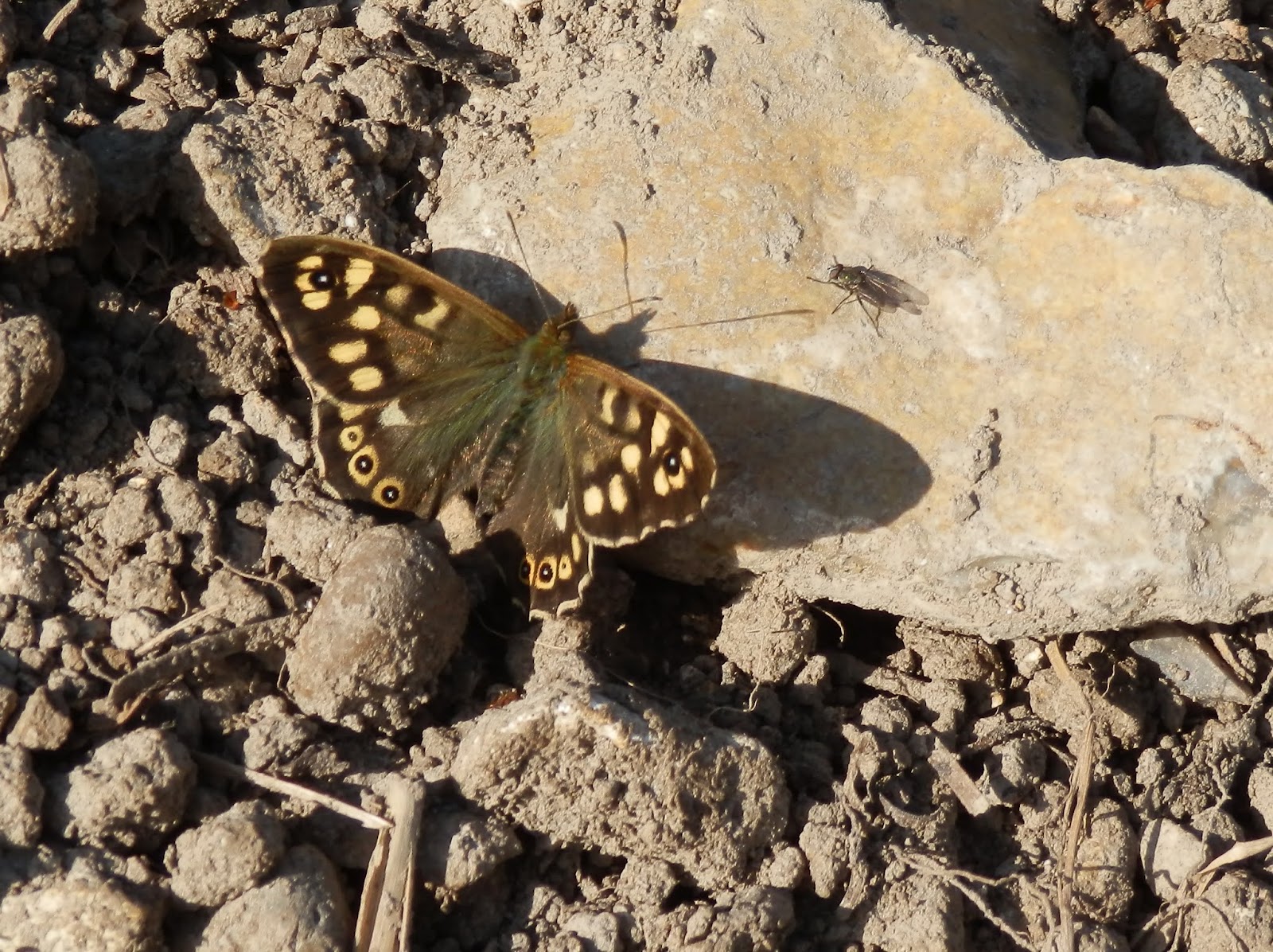 Speckled Wood Butterfly