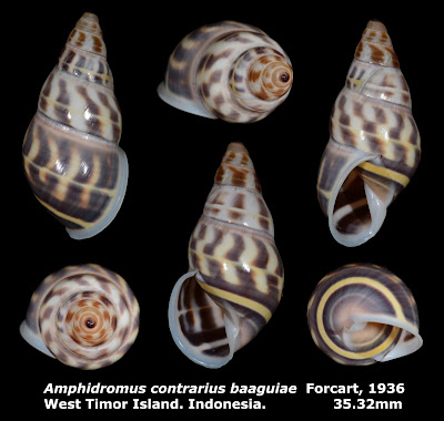 Amphidromus contrarius baaguiae 35.32mm