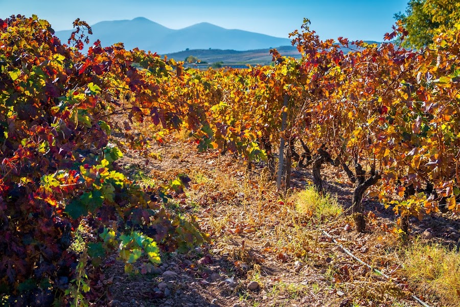Buscando los colores del otoño