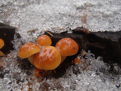 grzyby zimowe, grzybobranie w zimie, grzyby w lutym, trzęsak pomarańczowożółty Tremella mesenterica, uszak bzowy Auricularia auricula-judae,  płomiennica zimowa, zimówka Flammulina velutipes  