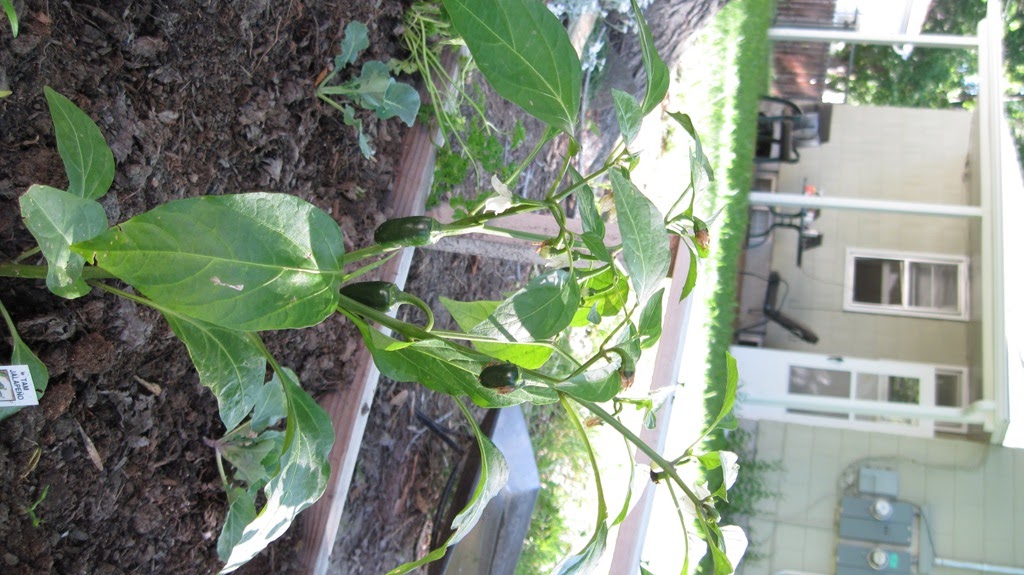 2knitwits Billings garden