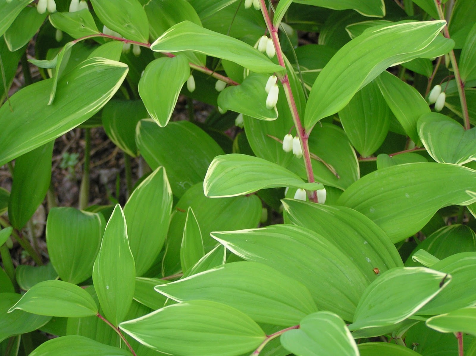 Ogród Tamaryszka KOKORYCZKA WONNA